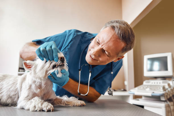 Best Same-Day Emergency Dentist in Rockwell, AR